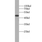 WB analysis of mouse lung tissue, using DNAJA1 antibody (1/500 dilution).