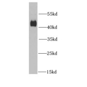 WB analysis of MCF7 cells, using DNAJA2 antibody (1/1000 dilution).