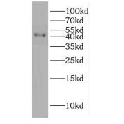 WB analysis of mouse uterus tissue, using DNAJB12 antibody (1/500 dilution).