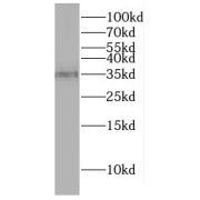 WB analysis of mouse testis tissue, using DNAJB13 antibody (1/1000 dilution).