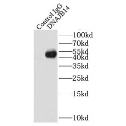 DnaJ (Hsp40) Homolog, Subfamily B, Member 14 (DNAJB14) Antibody