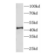 WB analysis of Jurkat cells, using DNAJB14 antibody (1/1500 dilution).