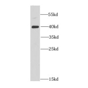 WB analysis of mouse brain tissue, using DNAJB6 antibody (1/1000 dilution).