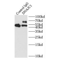 DnaJ (Hsp40) Homolog, Subfamily C, Member 1 (DNAJC1) Antibody