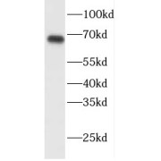 WB analysis of Raji cells, using DNAJC1 antibody (1/300 dilution).