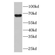 WB analysis of HeLa cells, using DNAJC11 antibody (1/1000 dilution).