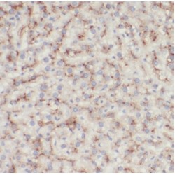 DnaJ (Hsp40) Homolog, Subfamily C, Member 15 (DNAJC15) Antibody