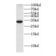 WB analysis of HeLa cells, using DNAJC27 antibody (1/3000 dilution).