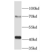 WB analysis of PC-3 cells, using DNMT3L antibody (1/300 dilution).