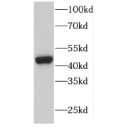 WB analysis of mouse kidney tissue, using DOC2B antibody (1/600 dilution).