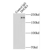 IP analysis of HeLa cell lysate (1800 µg), using DOCK4 antibody (5 µg, detection: 1/500 dilution).