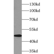 WB analysis of mouse liver tissue, using DPEP1 antibody (1/300 dilution).