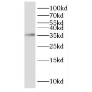 WB analysis of L02 cells, using DPPA4 antibody (1/300 dilution).