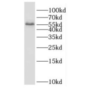 WB analysis of HEK-293 cells, using DPYS antibody (1/500 dilution).