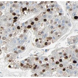 DR1 Associated Protein 1 (DRAP1) Antibody