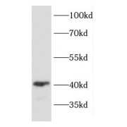 WB analysis of K-562 cells, using DRG1 antibody (1/4000 dilution).