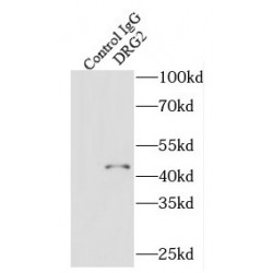 Developmentally-Regulated GTP-Binding Protein 2 (DRG2) Antibody