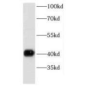 WB analysis of mouse brain tissue, using DRG2 antibody (1/2500 dilution).