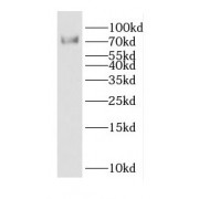 WB analysis of HeLa cells, using DTL antibody (1/200 dilution).