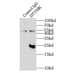 Thymidylate Kinase (DTYMK) Antibody