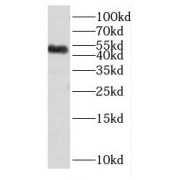 WB analysis of mouse heart tissue, using DUSP10 antibody (1/500 dilution).