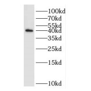 WB analysis of K-562 cells, using DUSP11 antibody (1/3000 dilution).