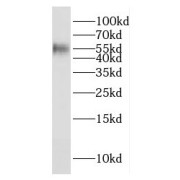 WB analysis of mouse brain tissue, using E2F1 antibody (1/300 dilution).