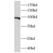 WB analysis of HeLa cells, using E2F7 antibody (1/600 dilution).