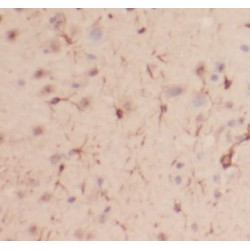 ELL Associated Factor 1 (EAF1) Antibody