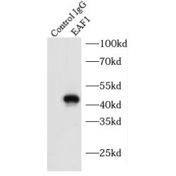 ELL Associated Factor 1 (EAF1) Antibody