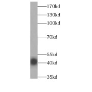 WB analysis of K-562 cells, using EAF1 antibody (1/500 dilution).