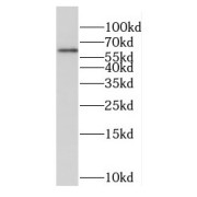 WB analysis of 3T3-L1 cells, using EBF1 antibody (1/300 dilution).