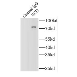 Ecdysoneless Homolog (Drosophila) (ECD) Antibody