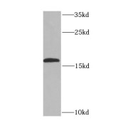 WB analysis of Jurkat cells, using EDF1 antibody (1/1000 dilution).