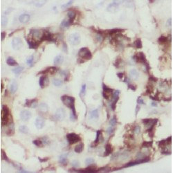 EGF Like Repeats And Discoidin I Like Domains Protein 3 (EDIL3) Antibody