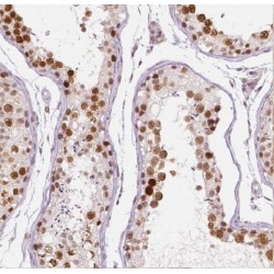 Erythroid Differentiation-Related Factor 1 (EDRF1) Antibody