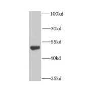 WB analysis of mouse brain tissue, using EEF1G antibody (1/1000 dilution).