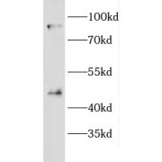 WB analysis of Jurkat cells, using EFCAB4B antibody (1/600 dilution).