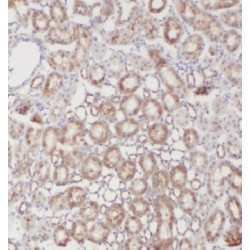 Swiprosin 2 (EFHD1) Antibody