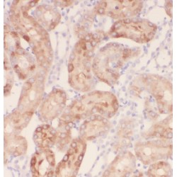 Elongation Factor Tu GTP-Binding Domain-Containing Protein 1 (EFTUD1) Antibody