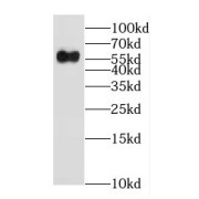 WB analysis of HeLa cells, using EHD1 antibody (1/2000 dilution).