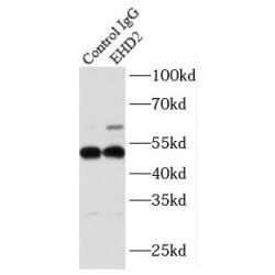 EH Domain Containing 2 (EHD2) Antibody