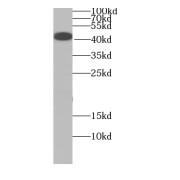 WB analysis of HepG2 cells, using EID2B antibody (1/600 dilution).