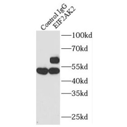 EIF2AK2, PKR Antibody