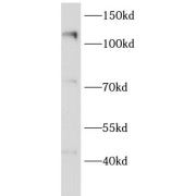 WB analysis of HeLa cells, using EIF3B antibody (1/1000 dilution).