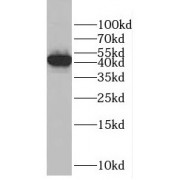 WB analysis of HepG2 cells, using EIF3G antibody (1/500 dilution).