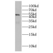 WB analysis of A549 cells, using EIF4A3 antibody (1/600 dilution).