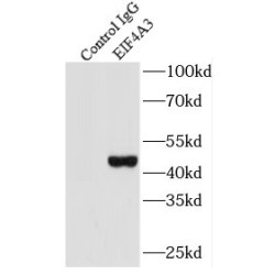 Eukaryotic Initiation Factor 4A-III (EIF4A3) Antibody