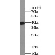 WB analysis of mouse cerebellum tissue, using ELAVL2 antibody (1/1000 dilution).