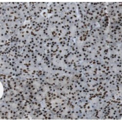 E74-Like Factor 1 (Ets Domain Transcription Factor) (ELF1) Antibody